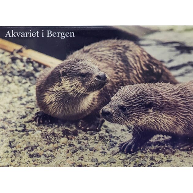 0102005827 MF Oter - Akvariet.jpg