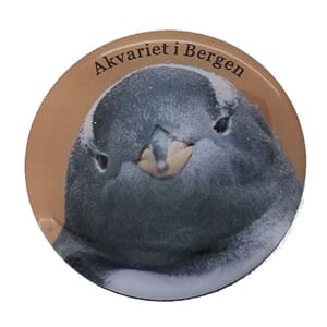 Magnet foto - Akvariet smilende pingvin - spesialdes kunde