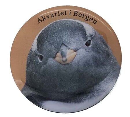 Magnet foto - Akvariet smilende pingvin - spesialdes kunde