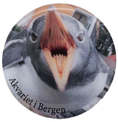 Magnet foto - Akvariet Pingvin åpen munn - spesialdes kunde