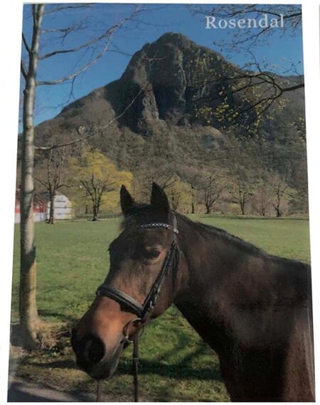 Magnet foto - Rosendal hest - spesialdesign for kunde