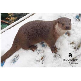 0101017059 MF Oter i vinterland (for kunde).jpg