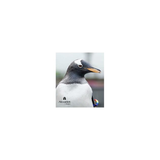 0101017066 MF Pingvin nær (for kunde).jpg
