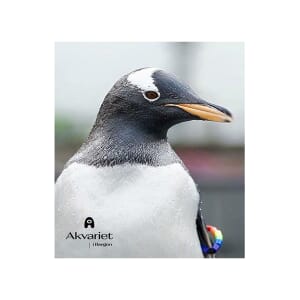 Magnet foto - Pingvin nær (for kunde)