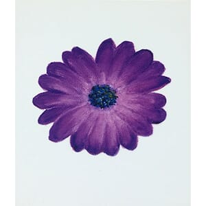 Kort - Gerbera lilla