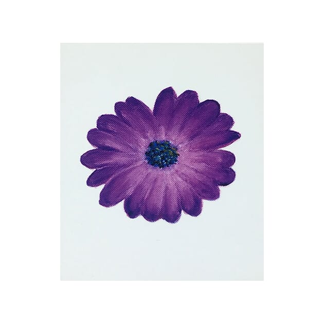 105-varians Kort Gerbera lilla.jpg