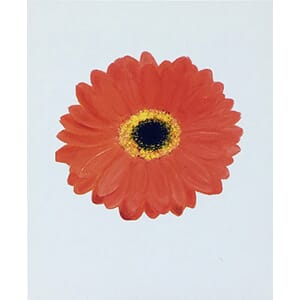 Kort - Gerbera orange