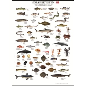 Poster - Akvariet Fisker Norskekysten 100x70 cm