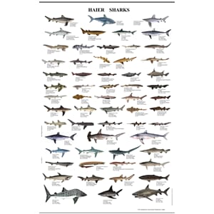 Poster - Ferksvannsfisk 70 x50 cm
