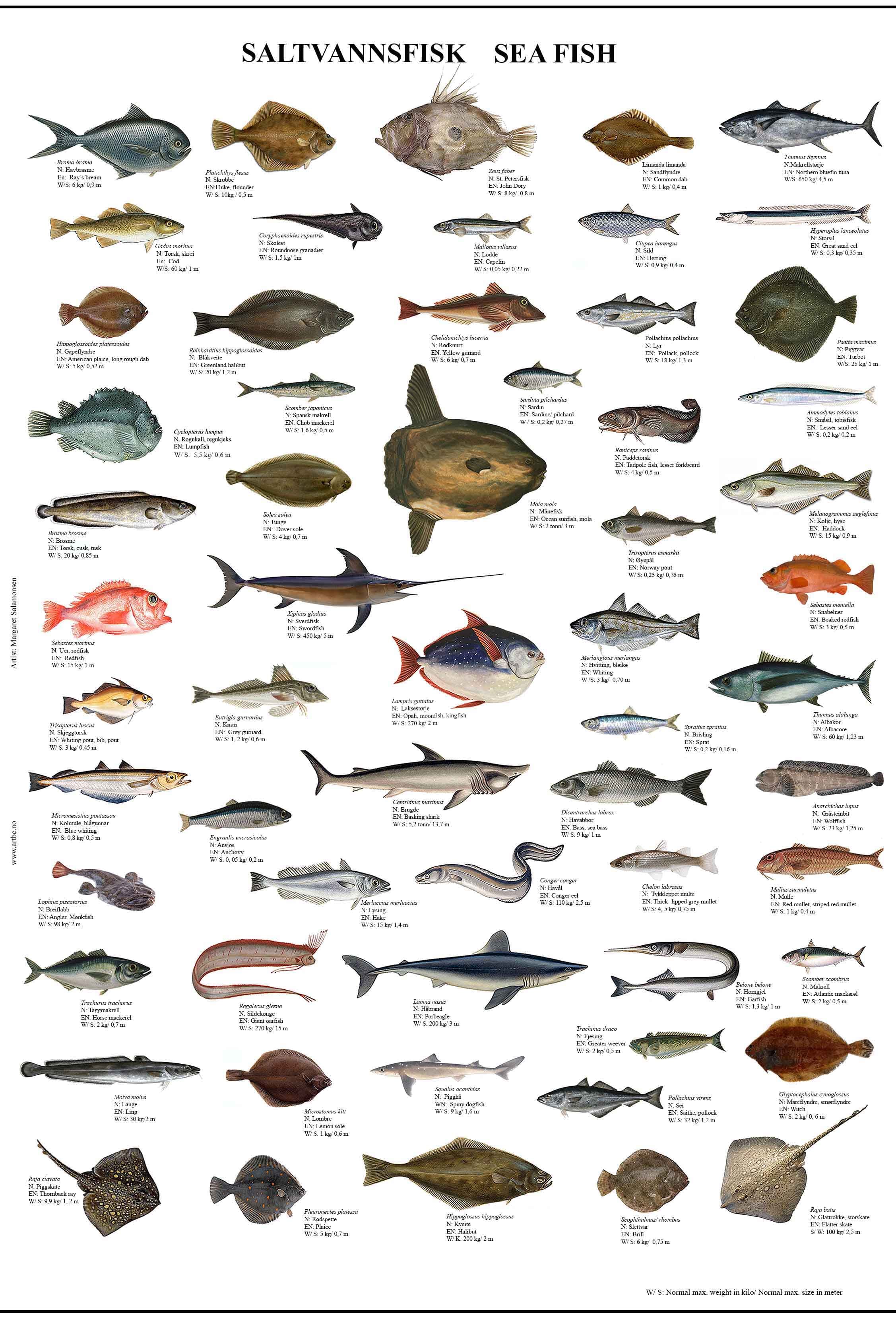 Poster - Saltvannsfisker 70 x 50 cm - ABC Art Business Collection