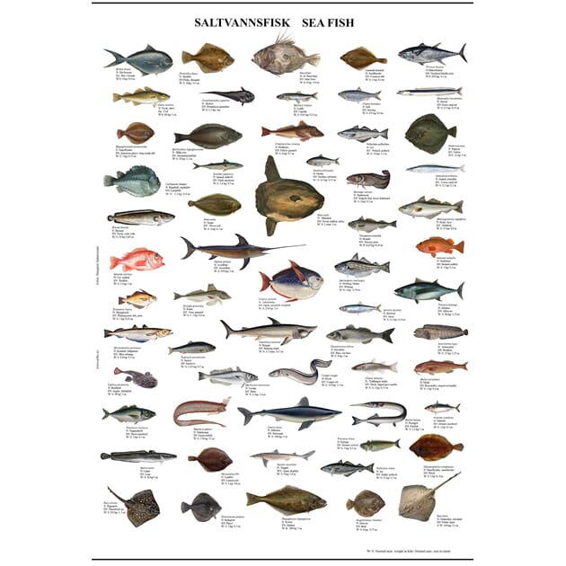 0803011569 Poster Saltvannsfisk.jpg