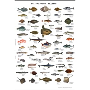 Poster - Saltvannsfisker  70 x  50 cm