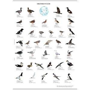 Poster - Arktiske fugler 70 x 50 cm