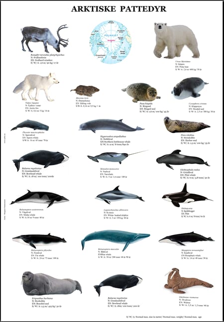 Poster - Arktiske dyr 70 x 50 cm
