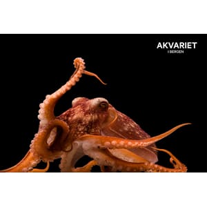Prospektkort - Akvariet, 25 blekksprut - for kunde