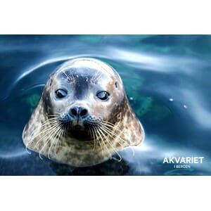 Prospektkort - Akvariet, 11 sel med blå bakgrunn - for kunde