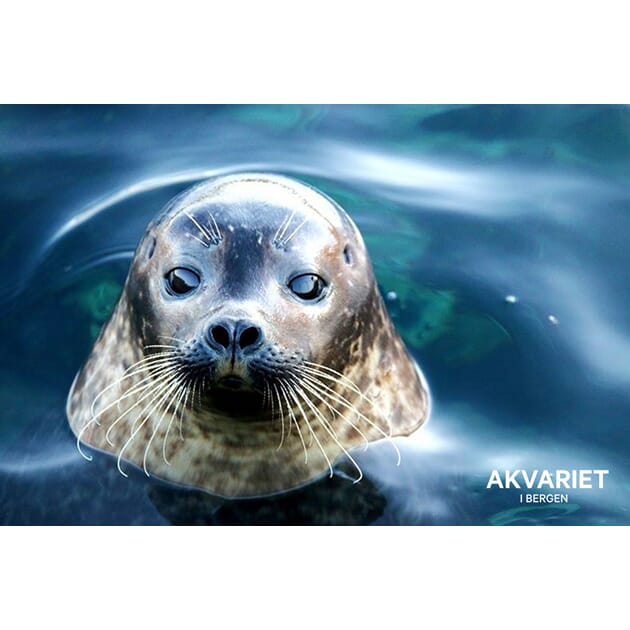 0801002369 PK Akvariet Sel blå nr 11.jpg