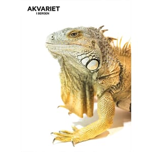 Prospektkort - Akvariet, 13 Øgle, gul - for kunde