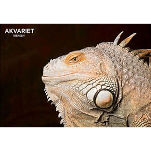 Prospektkort - Akvariet, 14 Øgle nærbilde - for kunde