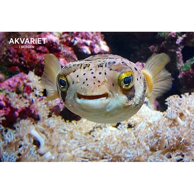 0801002482 PK Akvariet Gøy fisk nr 15.jpg