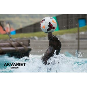 Prospektkort - Akvariet, 16 Sjøløve med ball - for kunde
