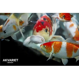 Prospektkort - Akvariet, 17 Røde fisker - for kunde