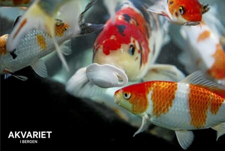 Prospektkort - Akvariet, 17 Røde fisker - for kunde