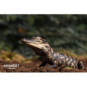 Prospektkort - Akvariet, 9 Krokodille - for kunde