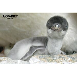 Prospektkort - Akvariet 22 Babypingvin - for kunde