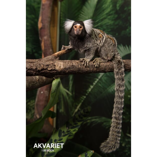 0801002611 PK Akvariet Silkeape nr 23.jpg