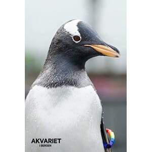 Prospektkort - Akvariet,19 Pingvin - for kunde