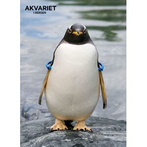 Prospektkort - Akvariet, 20 Pingvin m/armringer - for kunde