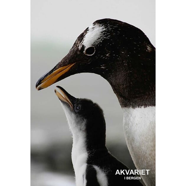 0801002840 PK Akvariet Pingvin mor og barn nr 10_1.jpg