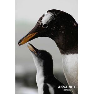 Prospektkort - Akvariet, 10  Pingvin Mor og barn - for kunde