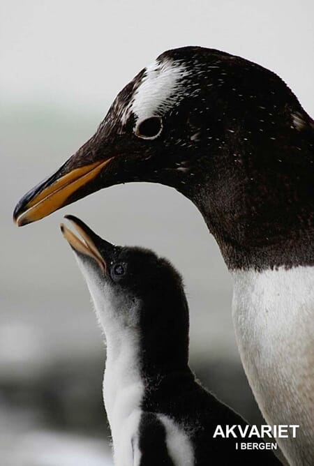 Prospektkort - Akvariet, 10  Pingvin Mor og barn - for kunde