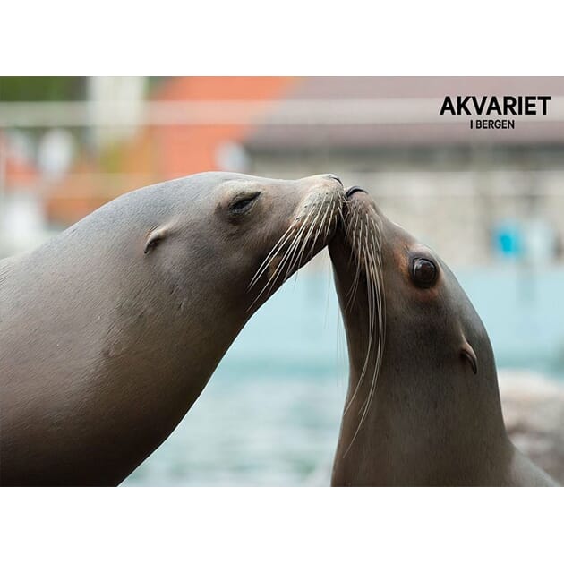 0801002970 PK Akvariet Selkyss nr 8_1.jpg