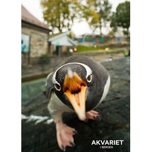 Prospektkort - Akvariet, 24 Pingvin åpent nebb - for kunde