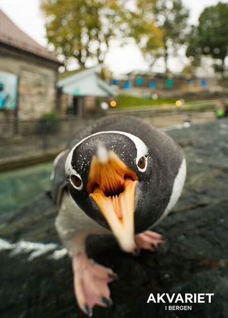 Prospektkort - Akvariet, 24 Pingvin åpent nebb - for kunde