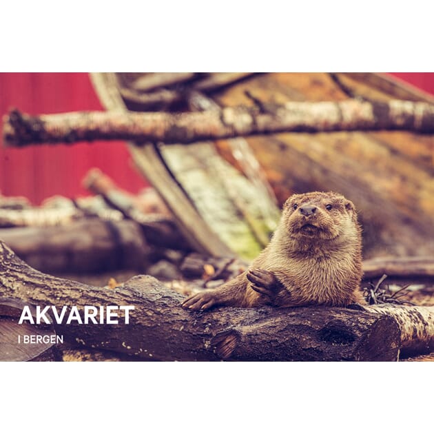 0801005599 PK Akvariet Oter nr 26_1.jpg