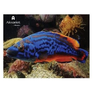 Prospektkort - Akvariet Blå fisk