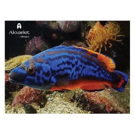 Akvariet Prospektkort – Blå Fisk.jpg