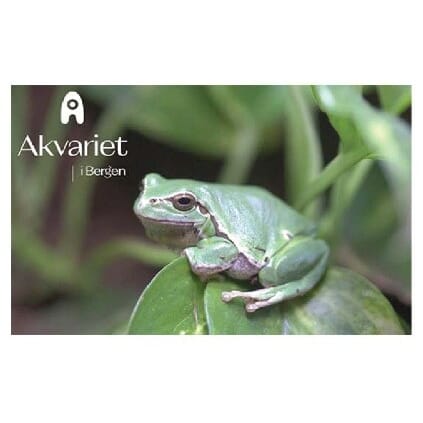 Akvariet Prospektkort – Grønn Frosk.jpg
