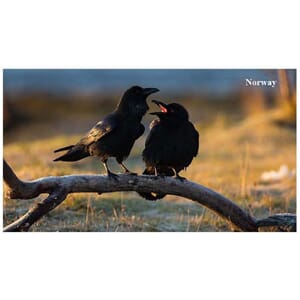 Prospektkort - Birds song