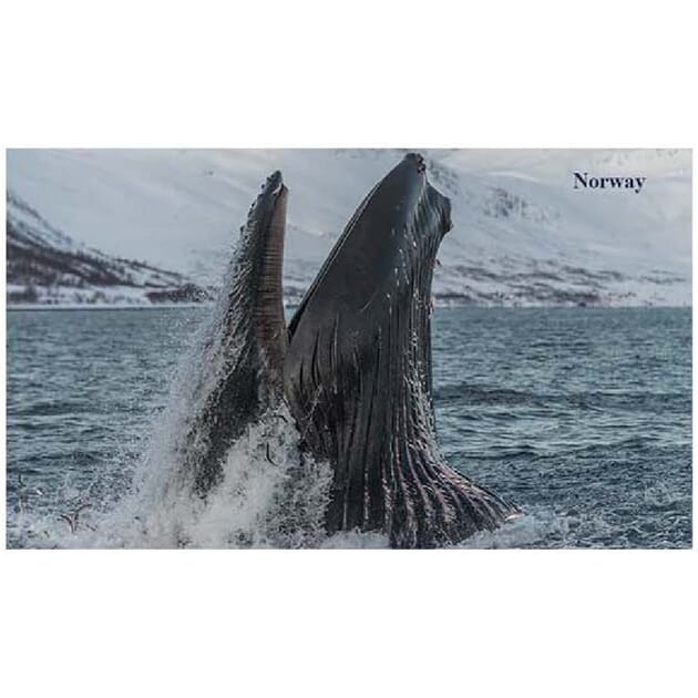 Prospektkort Hval Whale 0801016151.jpg